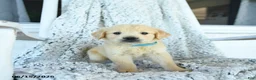 Golden Retriever dogs for sale: Gus - Ad 2