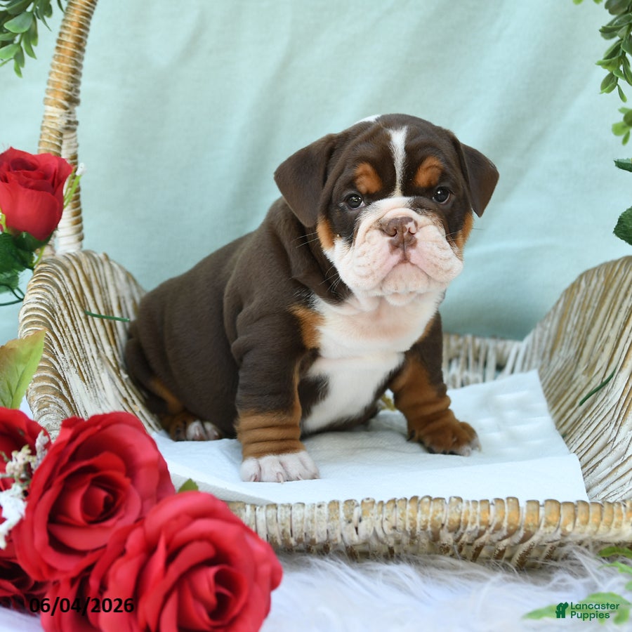 English Bulldog dogs for sale: Dixie - Ad 5