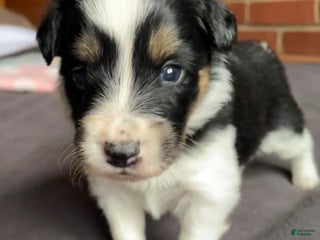 Mixed Breed dogs Renee - Ad 12