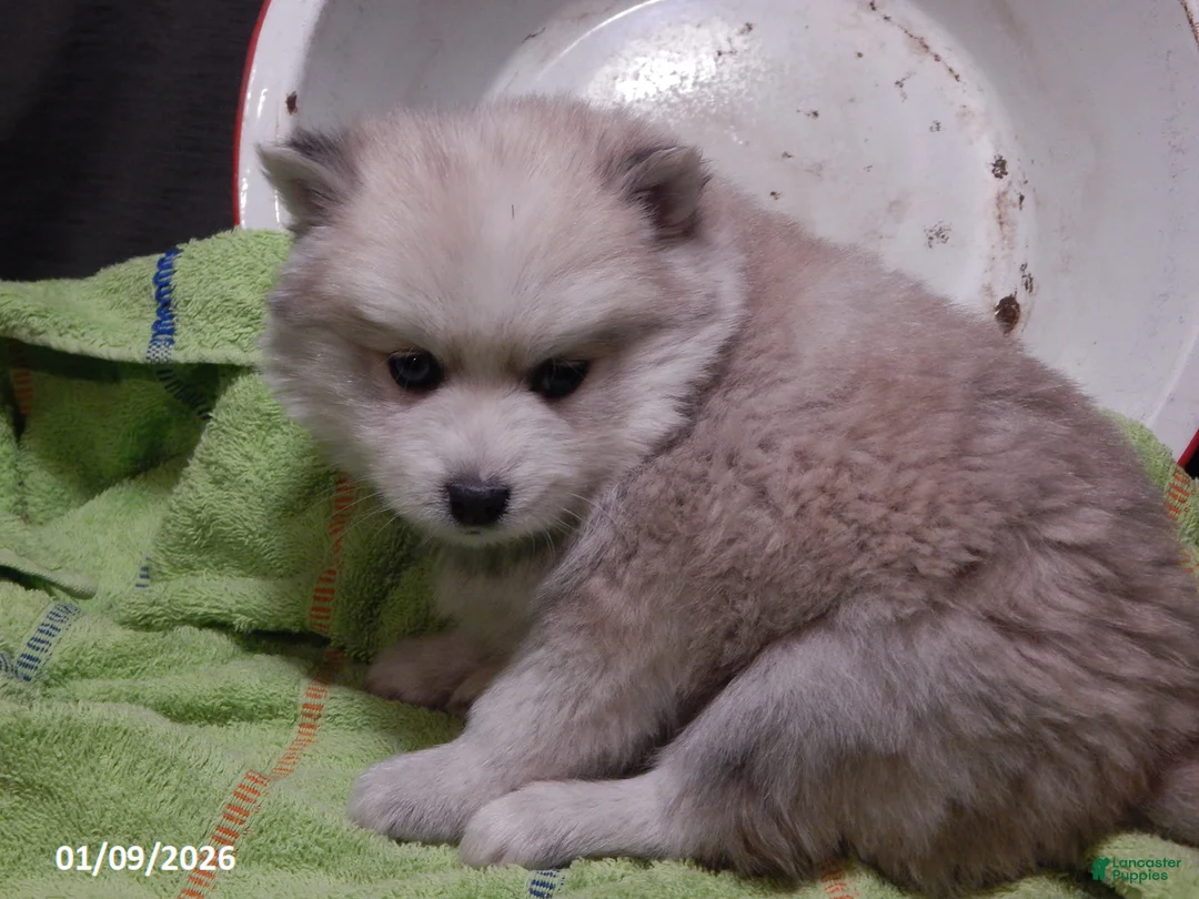 Pomsky dogs for sale: Milo - Ad 1