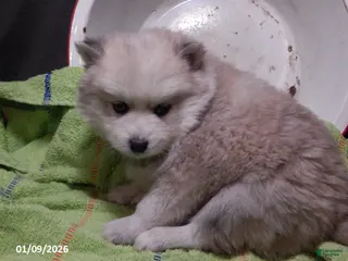 Pomsky dogs Milo - Ad 27