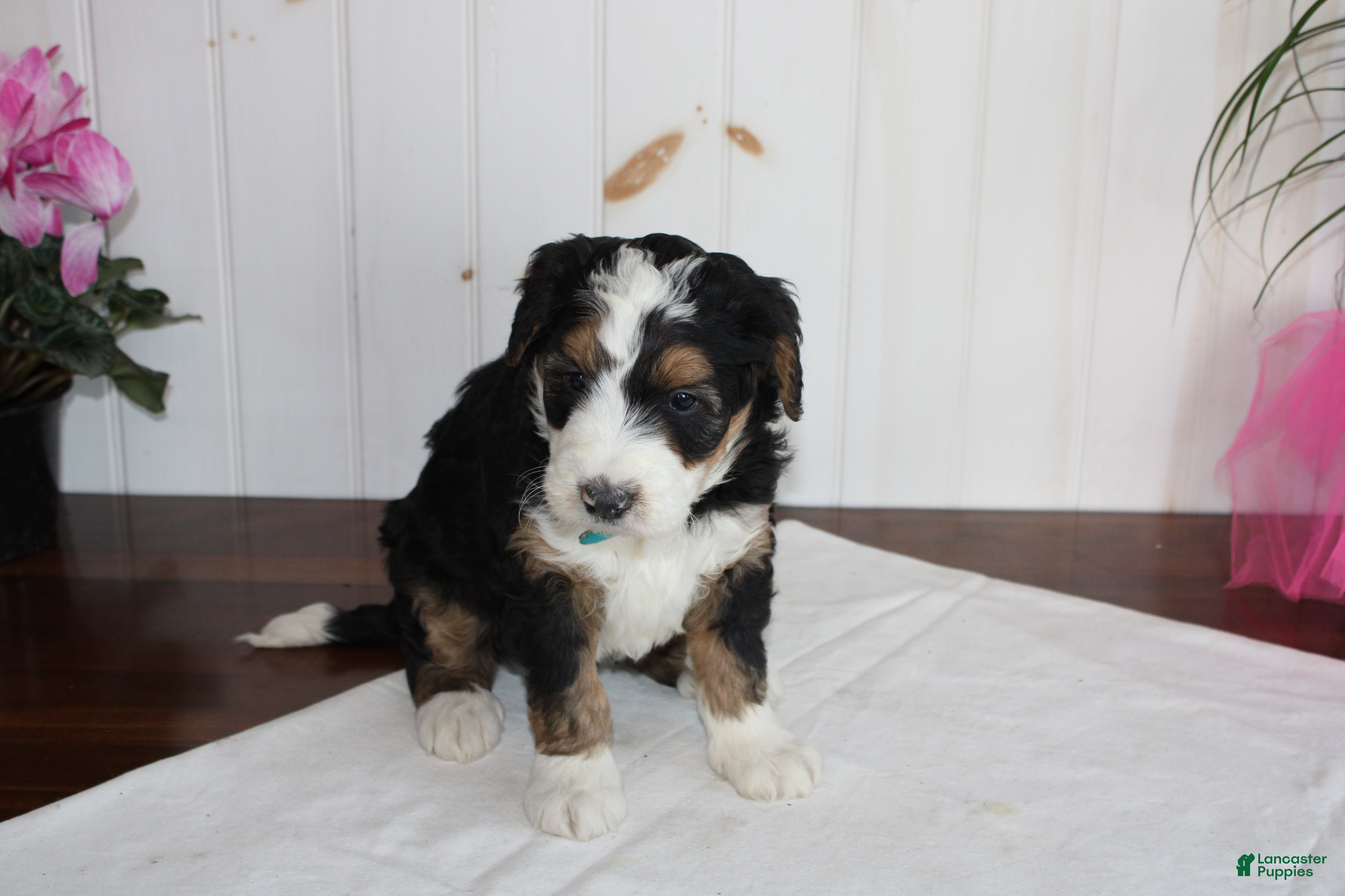 Bernedoodle dogs Valentine - Ad 2