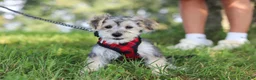Morkie dogs for sale: Levi - Ad 7