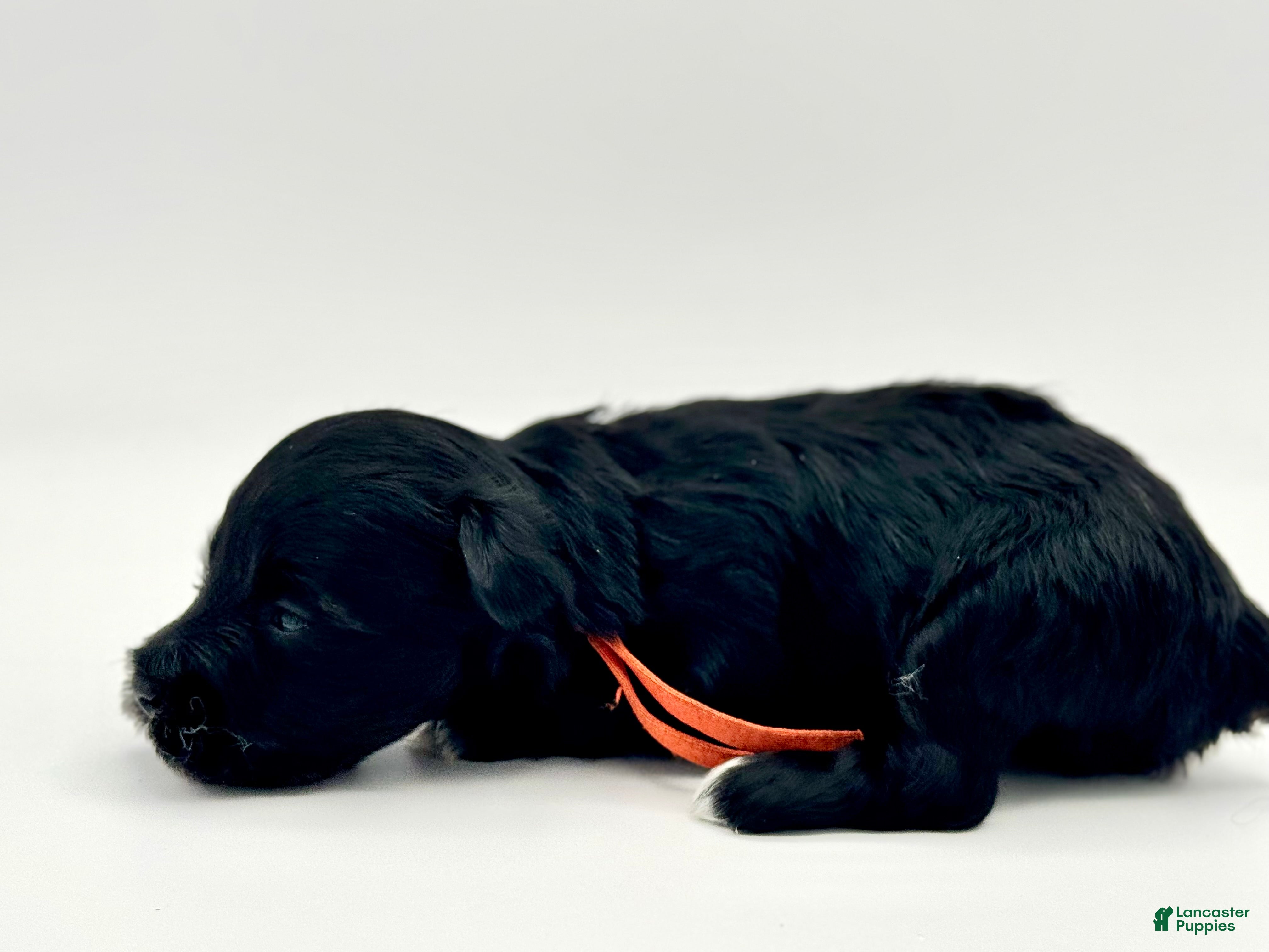 Miniature Schnauzer dogs Promise - Ad 2