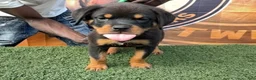 Rottweiler dogs for sale: Venus  - Ad 2