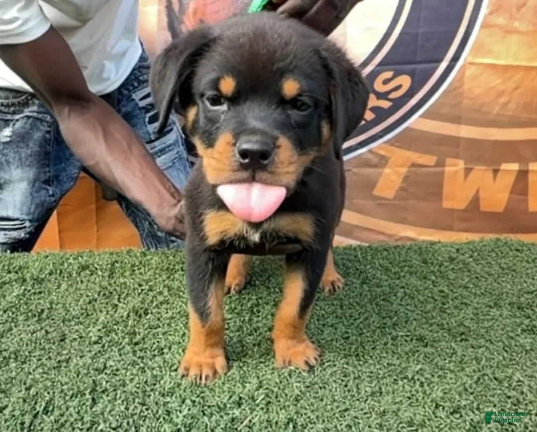 Rottweiler dogs for sale: Venus  - Ad 2