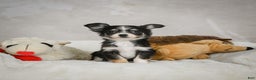 Chihuahua dogs for sale: Tiny - Ad 9