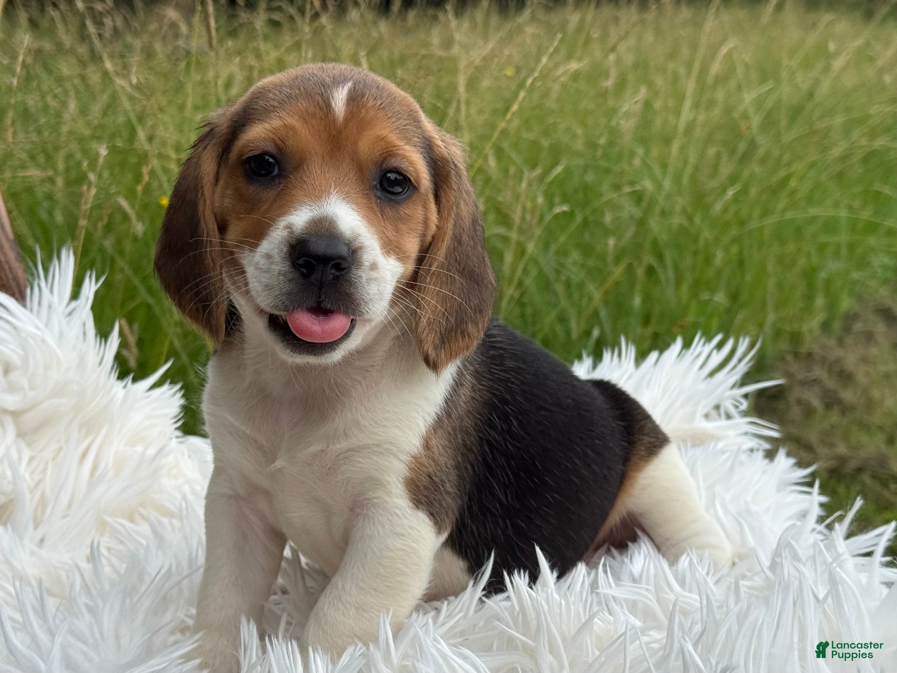 Beagle dogs Aspen - Ad 1