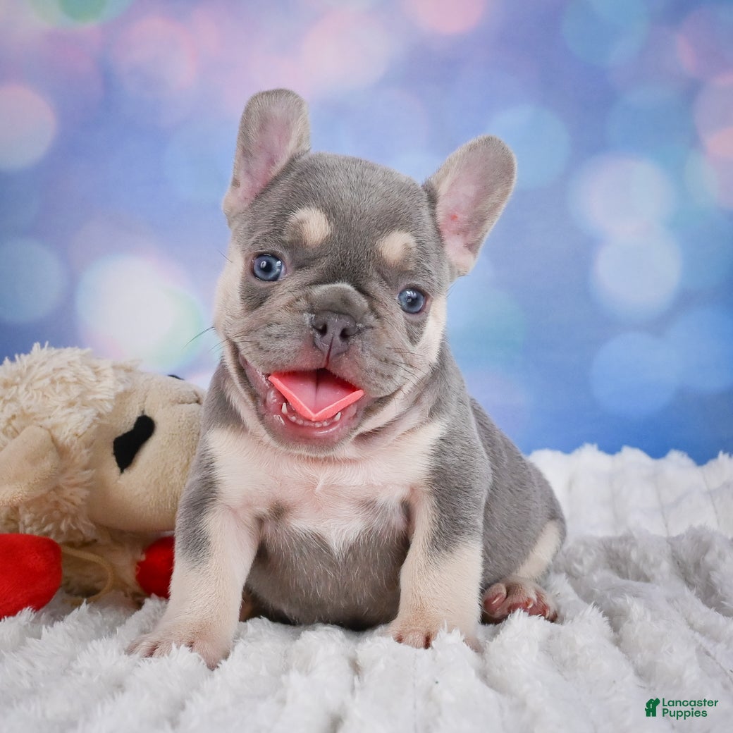 French Bulldog dogs Cory - Ad 1