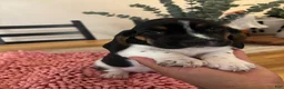 Basset Hound dogs for sale: Basset Hound 5 - Ad 3