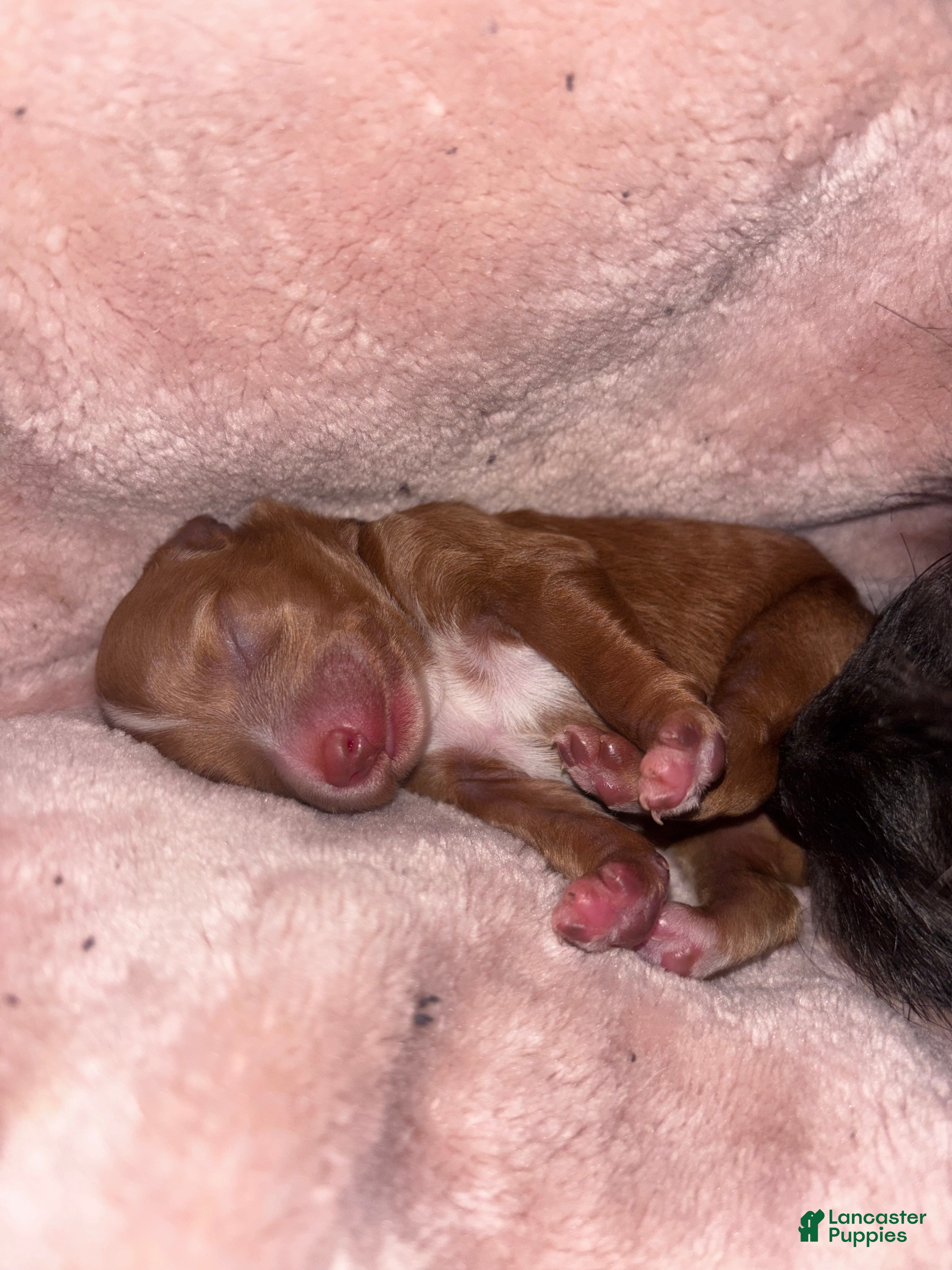 Mini Aussiedoodle dogs Mini Aussiedoodle 4 - Ad 10