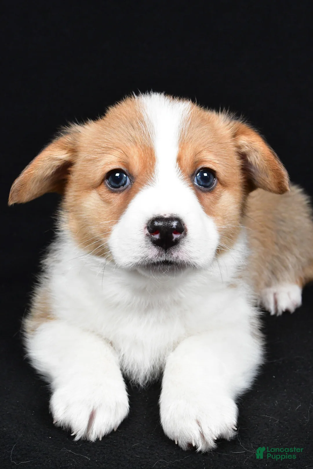 Welsh Corgi Pembroke dogs for sale: Clifford - Ad 5
