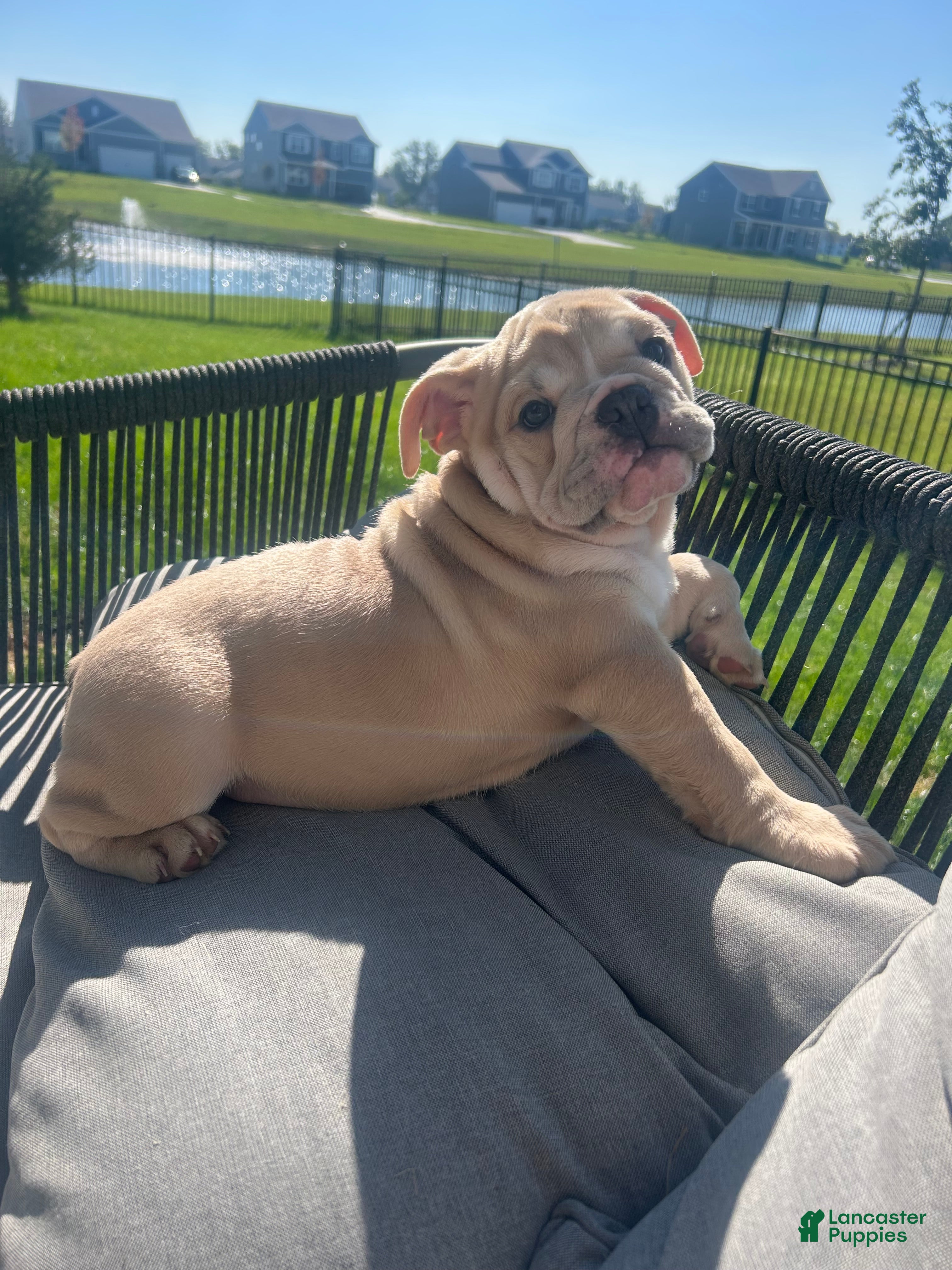 English Bulldog dogs Lola - Ad 2