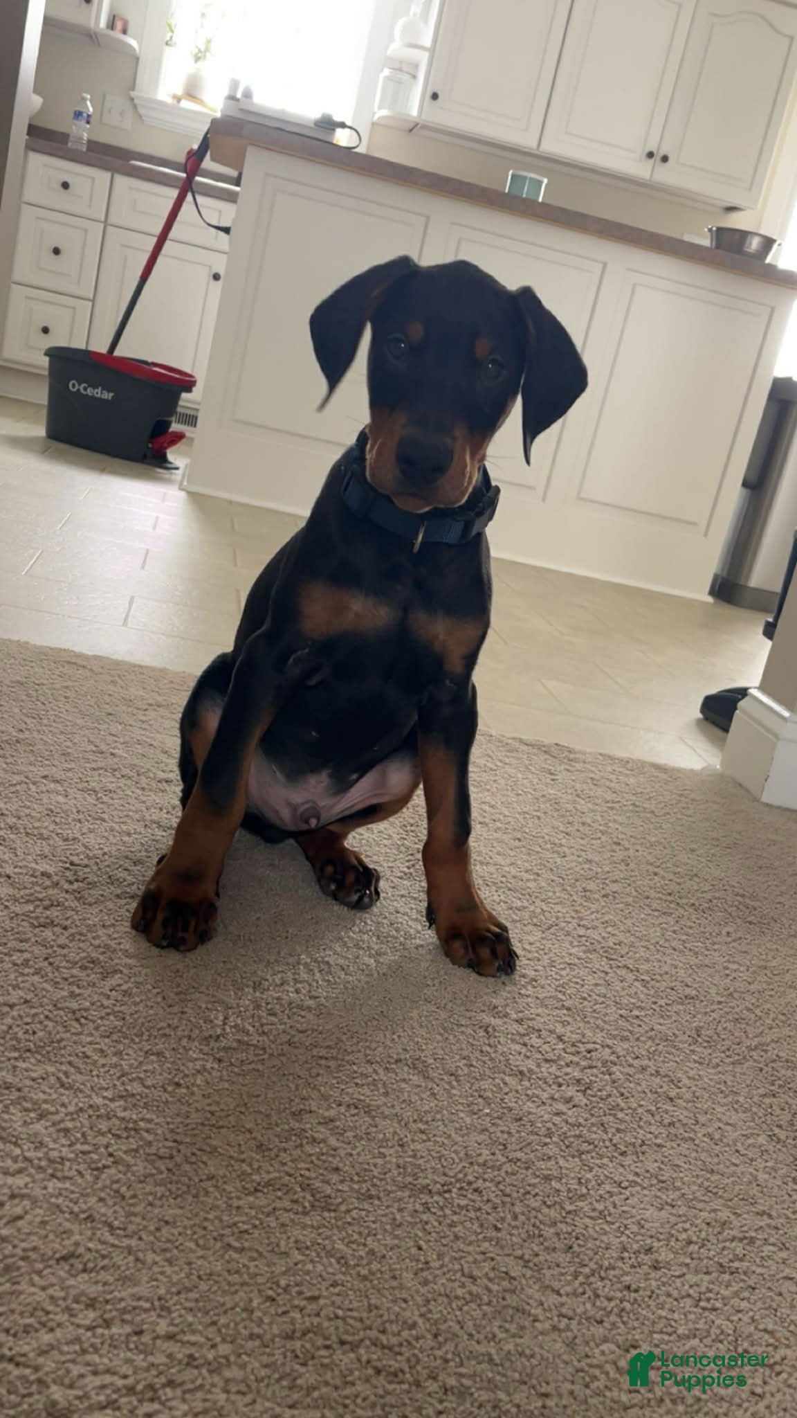 Doberman Pinscher dogs Kevlar Black and Tan  - Ad 2