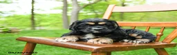 Cocker Spaniel dogs for sale: Beans - Ad 3