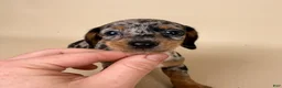 Miniature Dachshund dogs for sale: Dottie - Ad 4