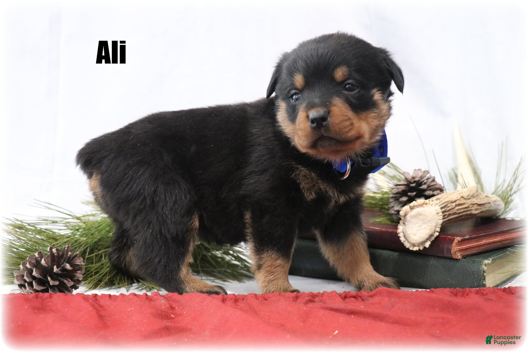 Rottweiler dogs Ali - Ad 15