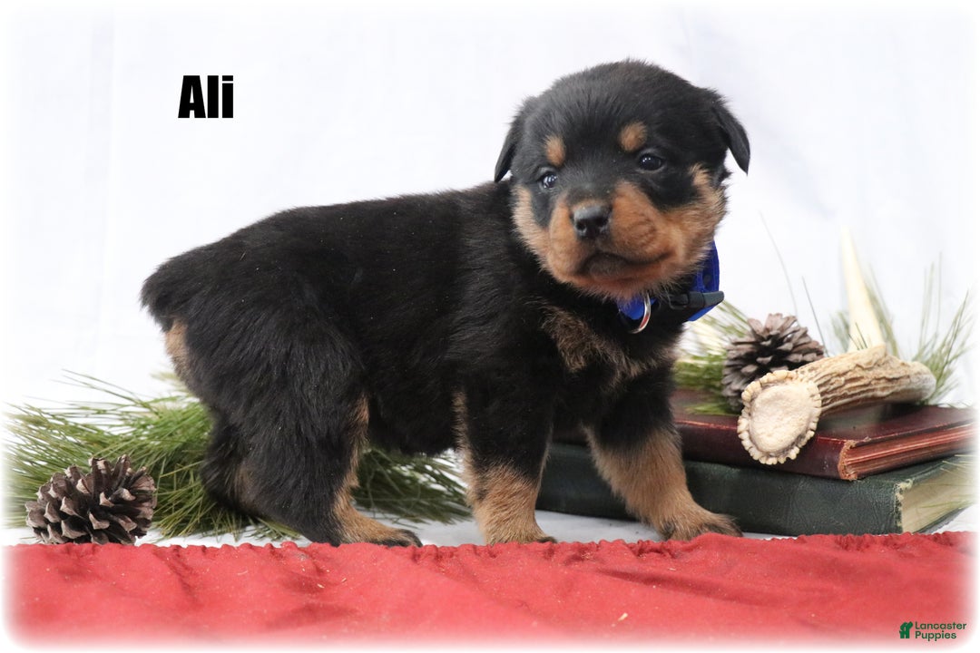 Rottweiler dogs for sale: Ali - Ad 1