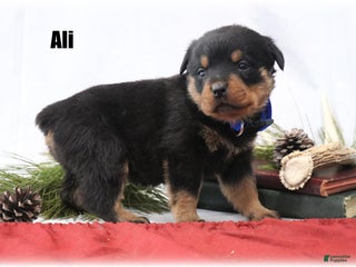 Rottweiler dogs Ali - Ad 15