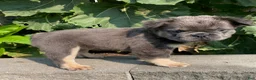 French Bulldog dogs for sale: Hank- fluffy - Ad 2