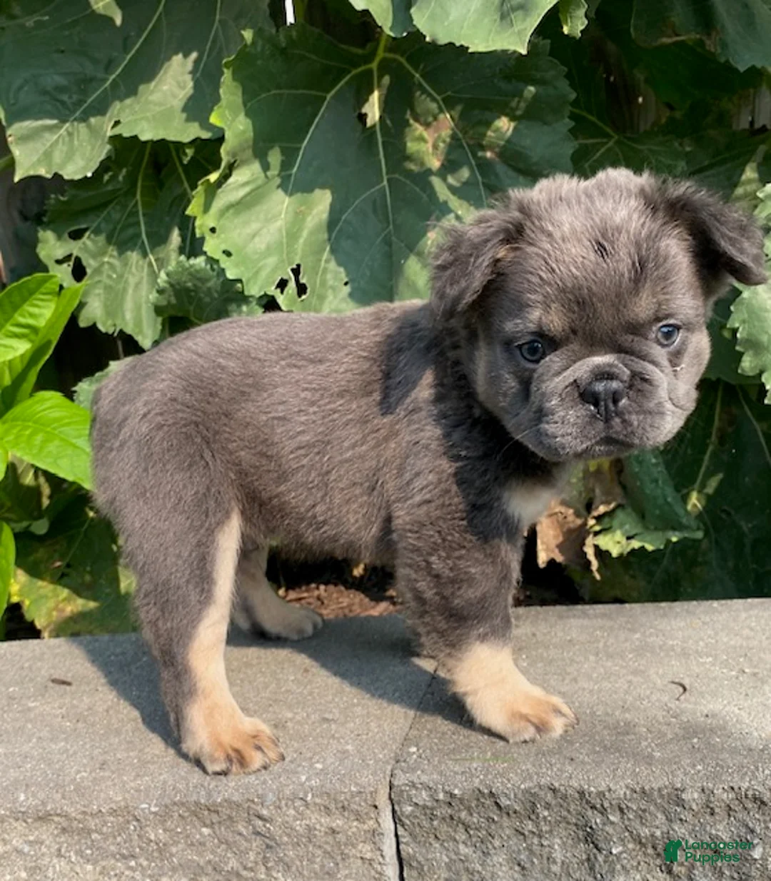 French Bulldog dogs for sale: Hank- fluffy - Ad 2