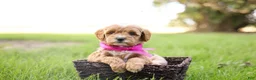 Goldendoodle dogs for sale: Cupcake - Ad 5