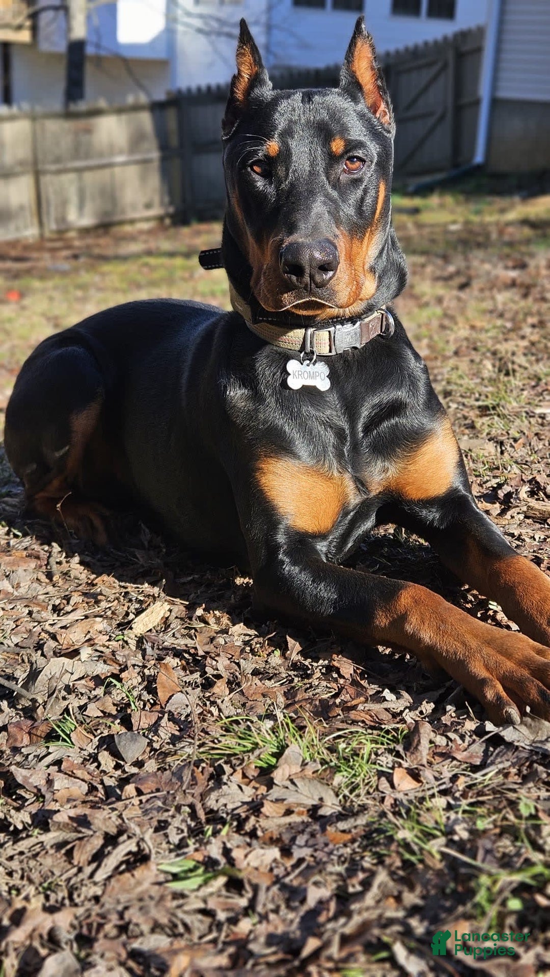 Gallery Image {{count}}