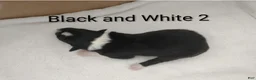 Border Collie dogs for sale: Border Collie 4 - Ad 3
