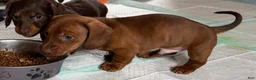 Dachshund dogs for sale: Oliver - Ad 13