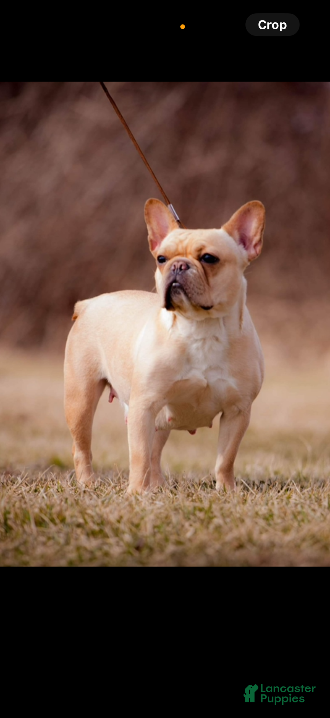 French Bulldog dogs for sale: Chocolate Merle French Bulldog Puppy - Ad 5