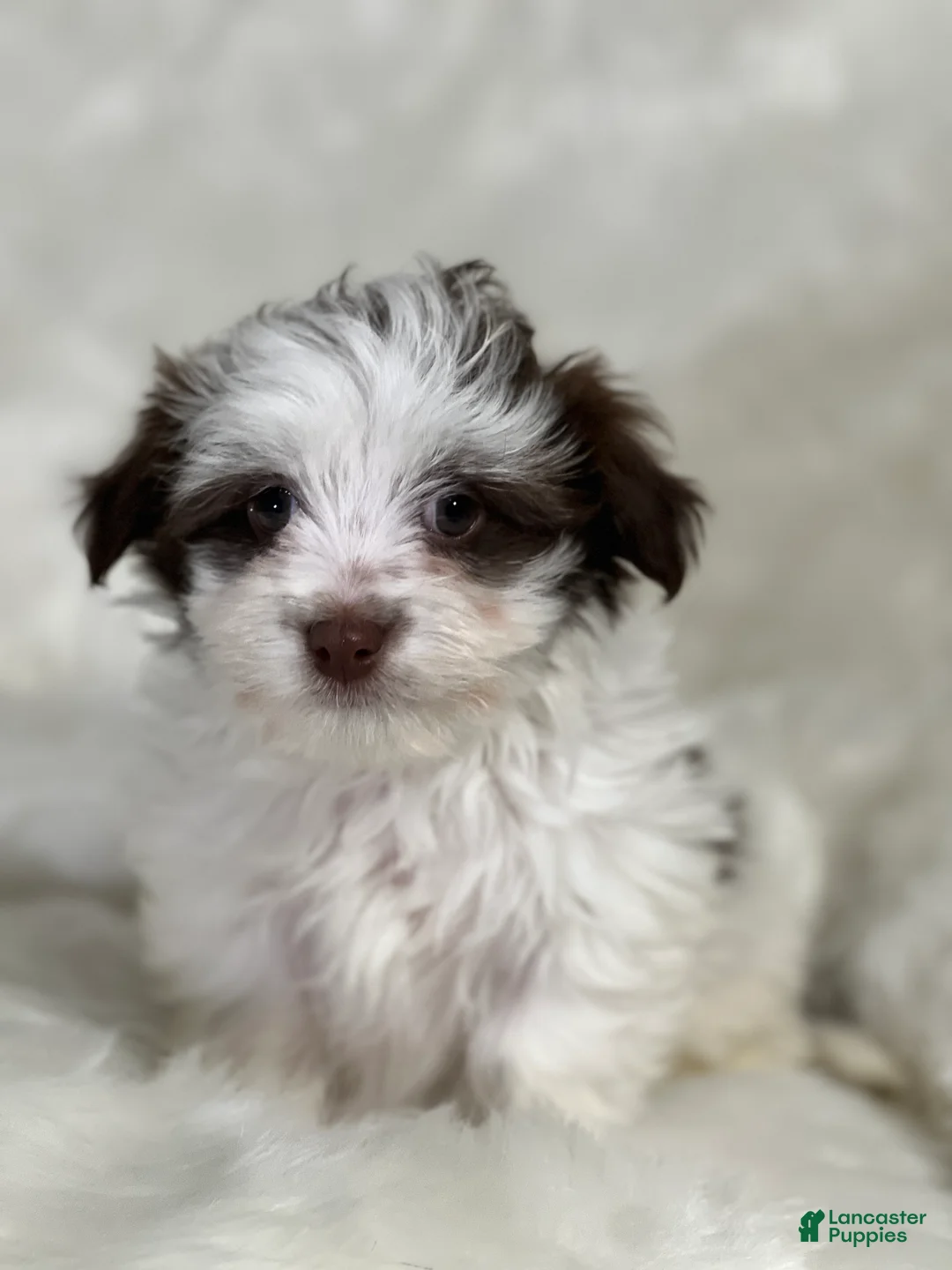 Havanese dogs for sale: Panda Girl - Ad 6