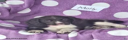 English Springer Spaniel dogs for sale: Molly - Ad 5