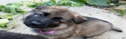 German Shepherd dogs for sale: Pinkie - Ad 2