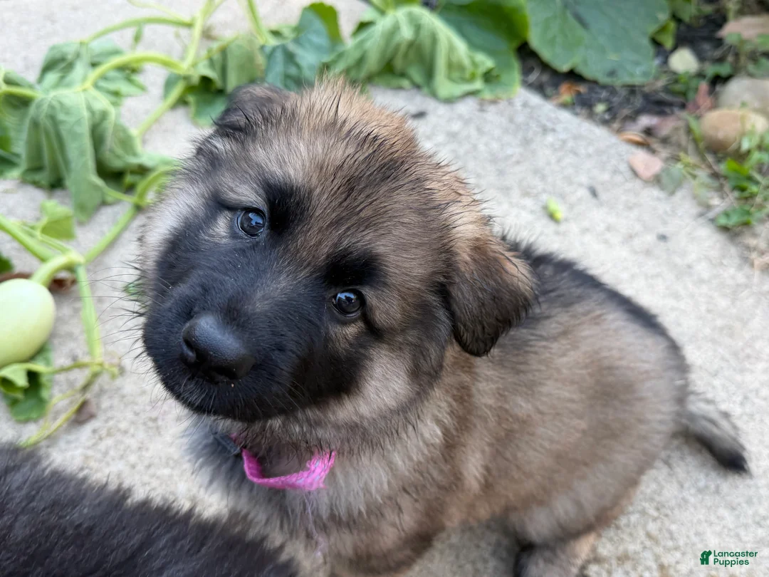 German Shepherd dogs for sale: Pinkie - Ad 2
