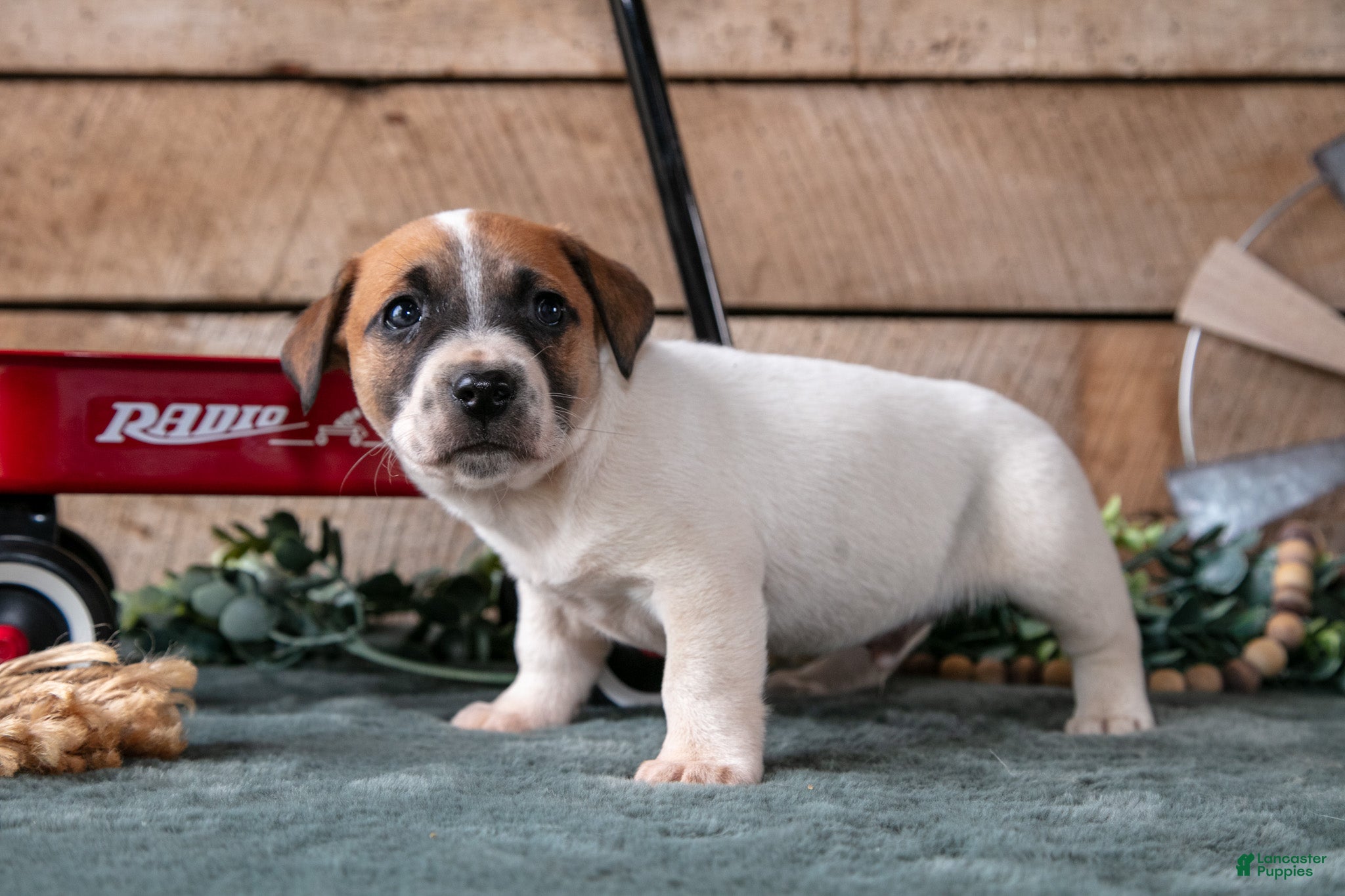 Jack Russell Terrier dogs Peanut - Ad 2