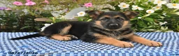 German Shepherd dogs for sale: Chloe - Ad 5