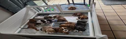 Basset Hound dogs for sale: 💙READY NOW black collar - Ad 11