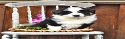 Australian Shepherd dogs for sale: Zack - Ad 2