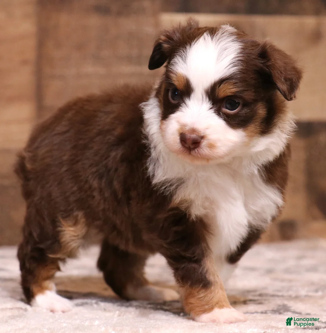 Toy Australian Shepherd dogs for sale: Starke red tri m - Ad 1