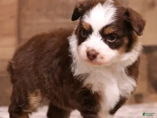 Toy Australian Shepherd dogs Starke red tri m - Ad 5