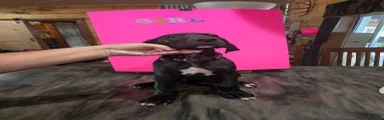 Great Dane 2