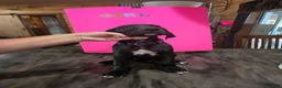 Great Dane dogs for sale: Great Dane 2 - Ad 1