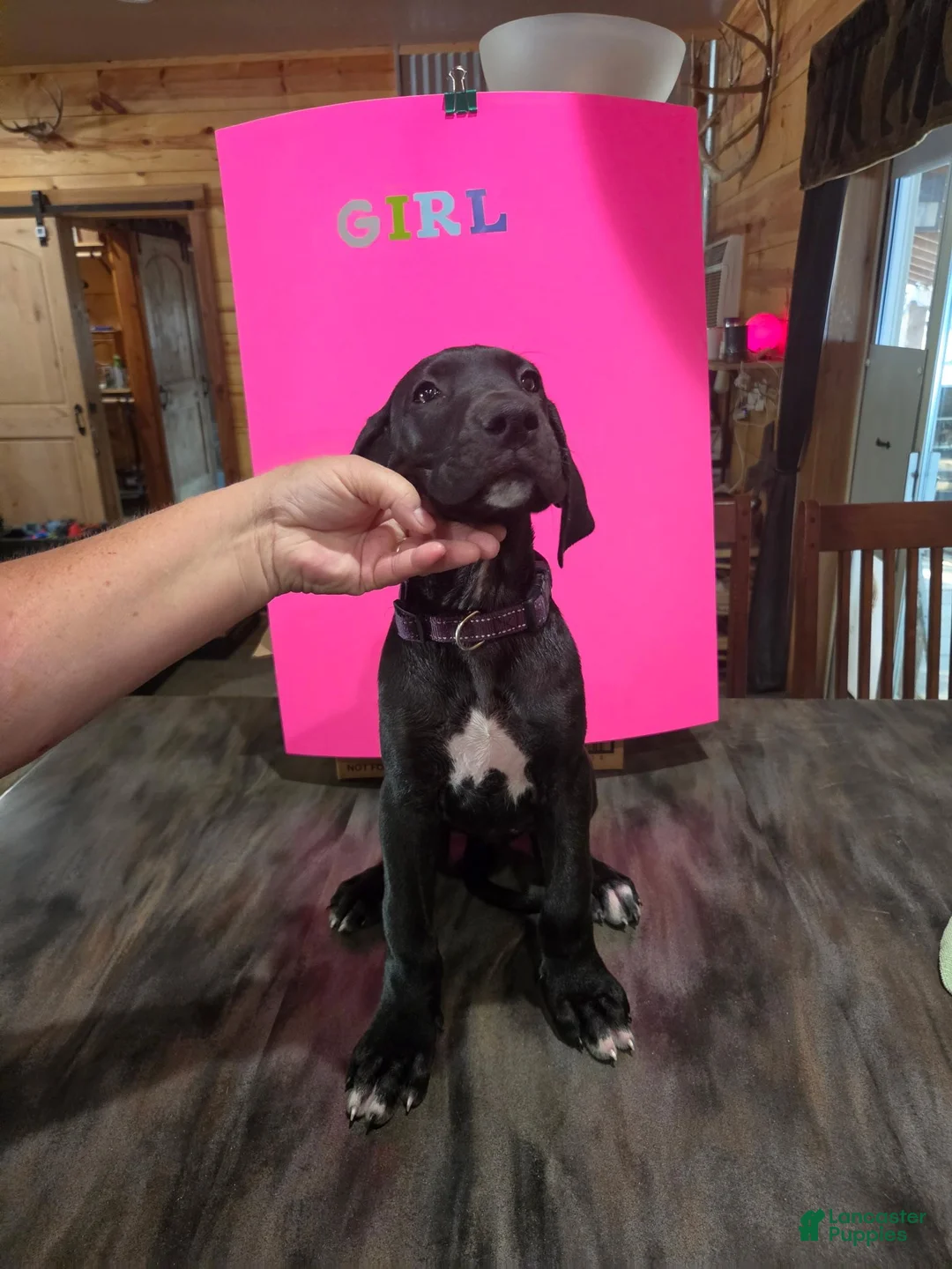 Great Dane dogs for sale: Great Dane 2 - Ad 1