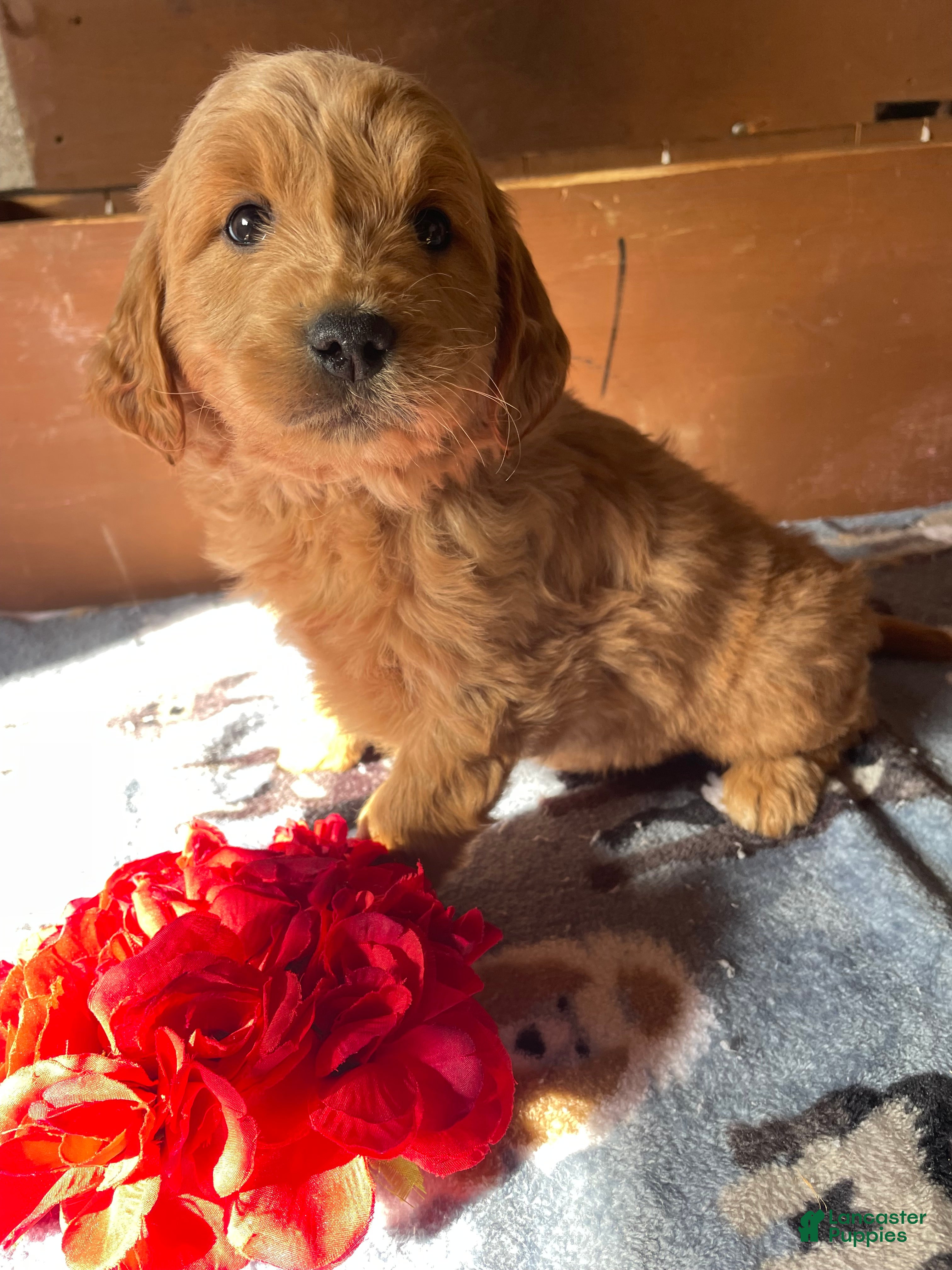 Mini Goldendoodle dogs Chase - Ad 31