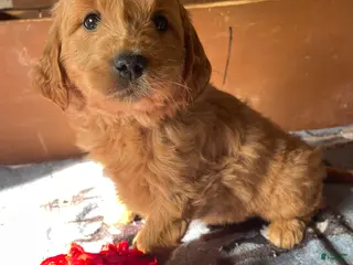 Mini Goldendoodle dogs Chase - Ad 31