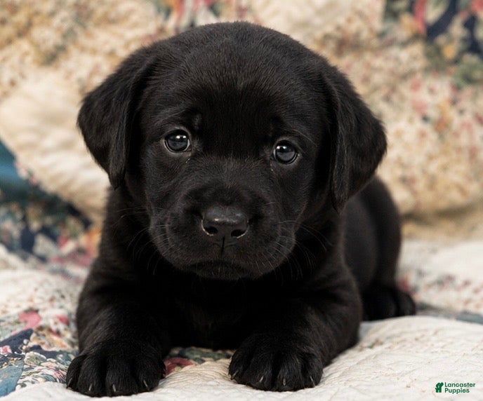 Labrador Retriever dogs Girl 1 - Ad 25