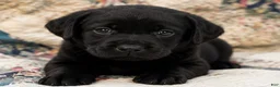 Labrador Retriever dogs for sale: Girl 1 - Ad 1