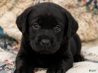 Labrador Retriever dogs Girl 1 - Ad 25