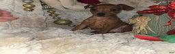 Miniature Pinscher dogs for sale: Ruby red  - Ad 4