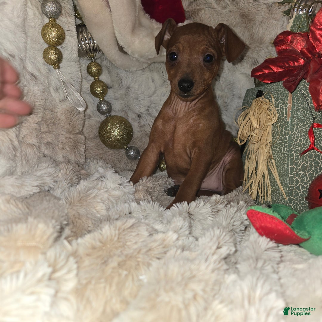 Miniature Pinscher dogs for sale: Ruby red  - Ad 4